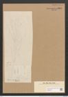 Schizonema corymbosum var. japonicum Grun. (de-Toni-Nr.: Genus 20, Species 1204) Zeichnungen Sammlung Grunow Nr. 2310 (NHMW-BOT-W0369433)